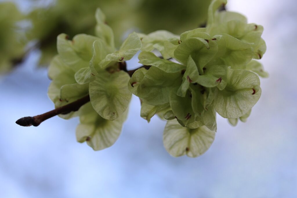 bellissimi fiori su un ramo che sbocciano a primavera gialli e bianchi