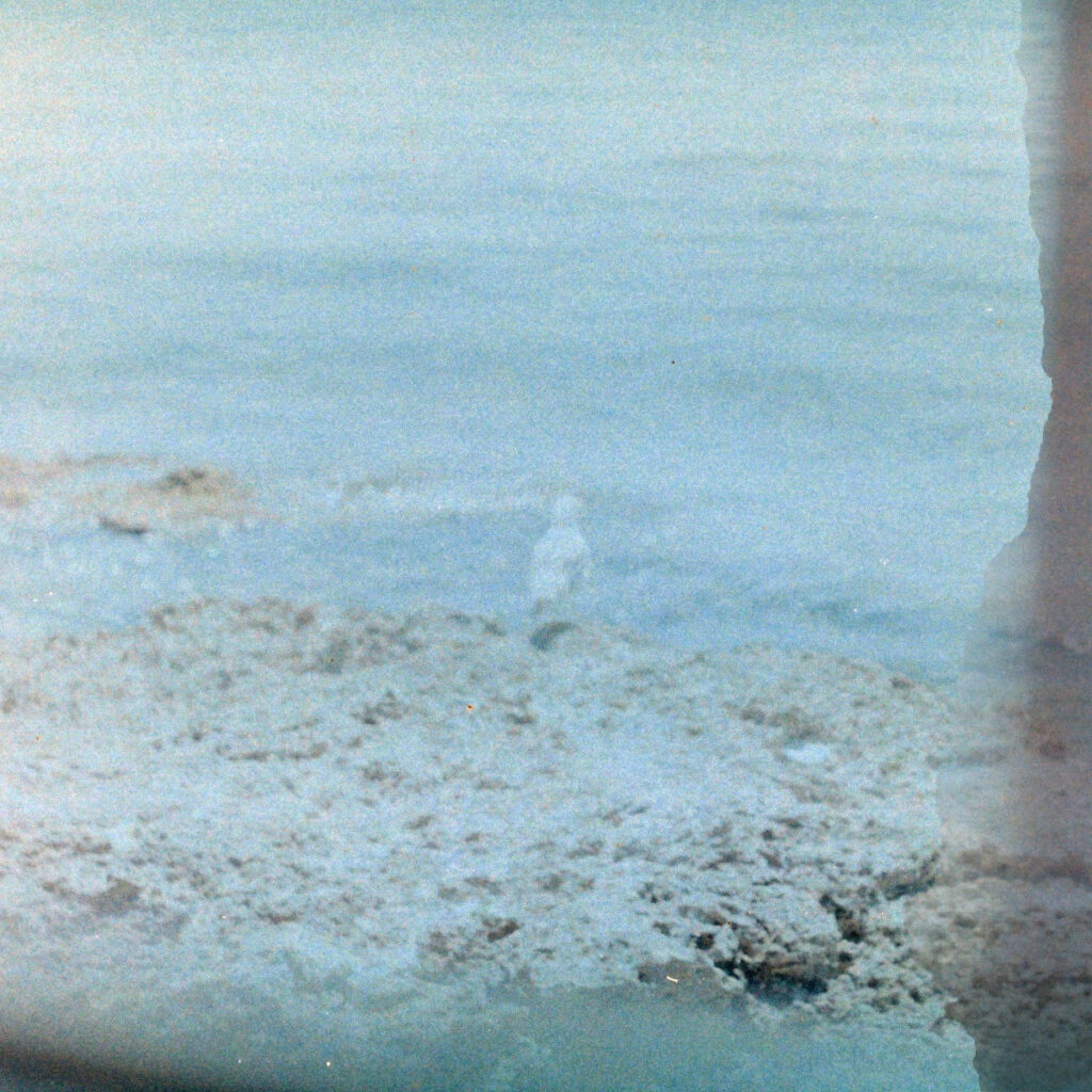 blumosso - la copertina del nuovo singolo che raffigura un gabbiano in riva al mare