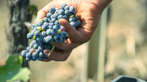 Viticoltura in Sicilia - in una mano, un grappolo d'uva nera