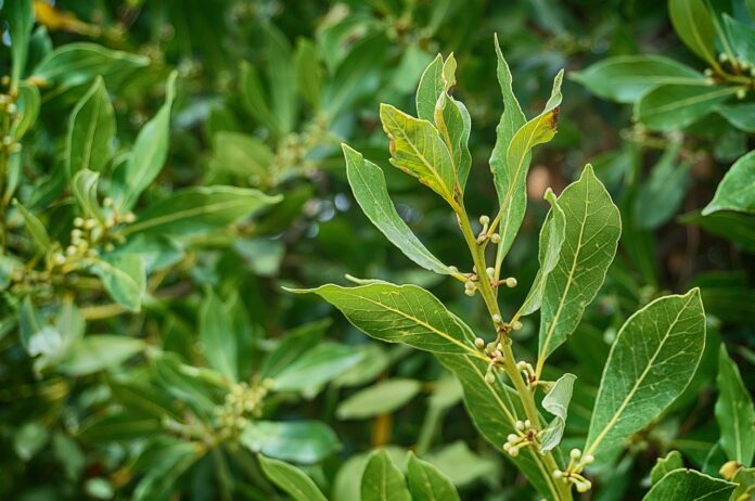 foglie e bacche di alloro