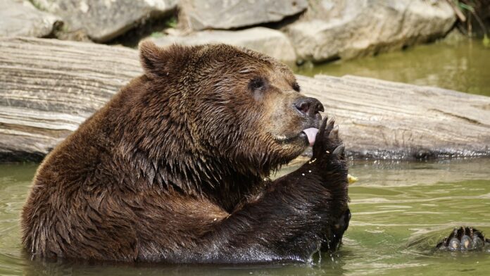 Orsi Trentino OIPA - primo piano del muso di un orso che si sta leccando una zampa mentre è in acqua