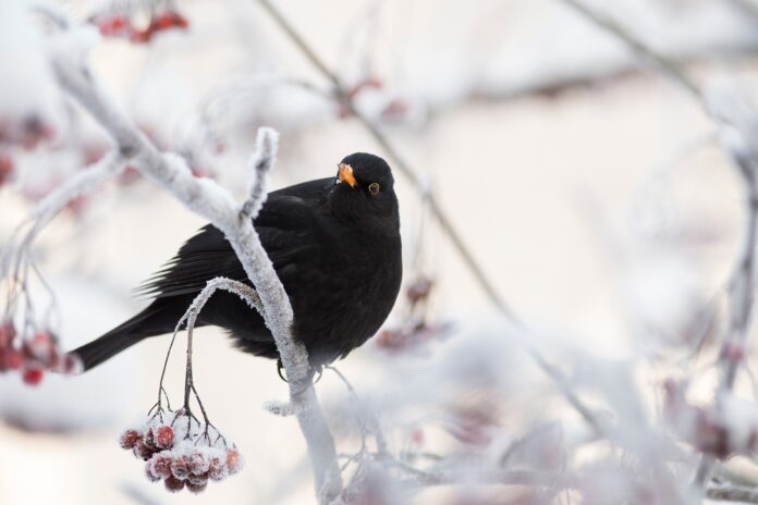 i giorni della merla - un merlo nero con il becco giallo è appoggiato ad un ramo di un albero ricoperto di neve