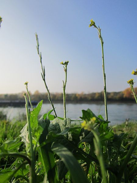 piante lungo la sponda di un lago