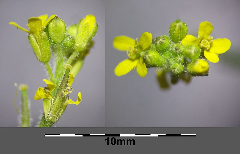 L'erisimo misurazione di piccoli fiori gialli foto licenza cc