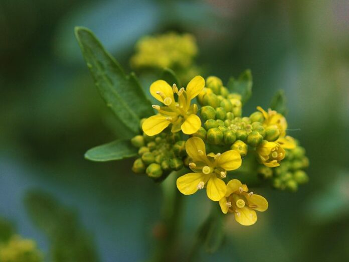 pianta di erisimo fiorita con piccoli fiori gialli . foto licenza CC
