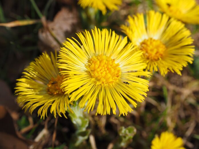 fiori gialli di farfaro