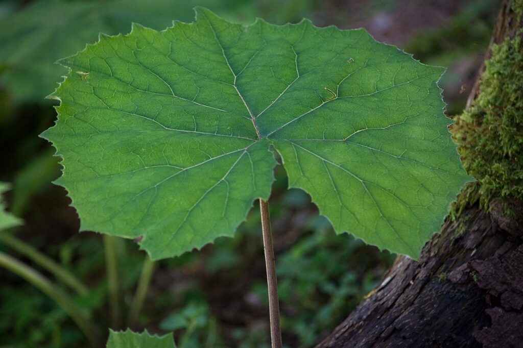foglie di fararo verdissime a forma quasi arrotondata