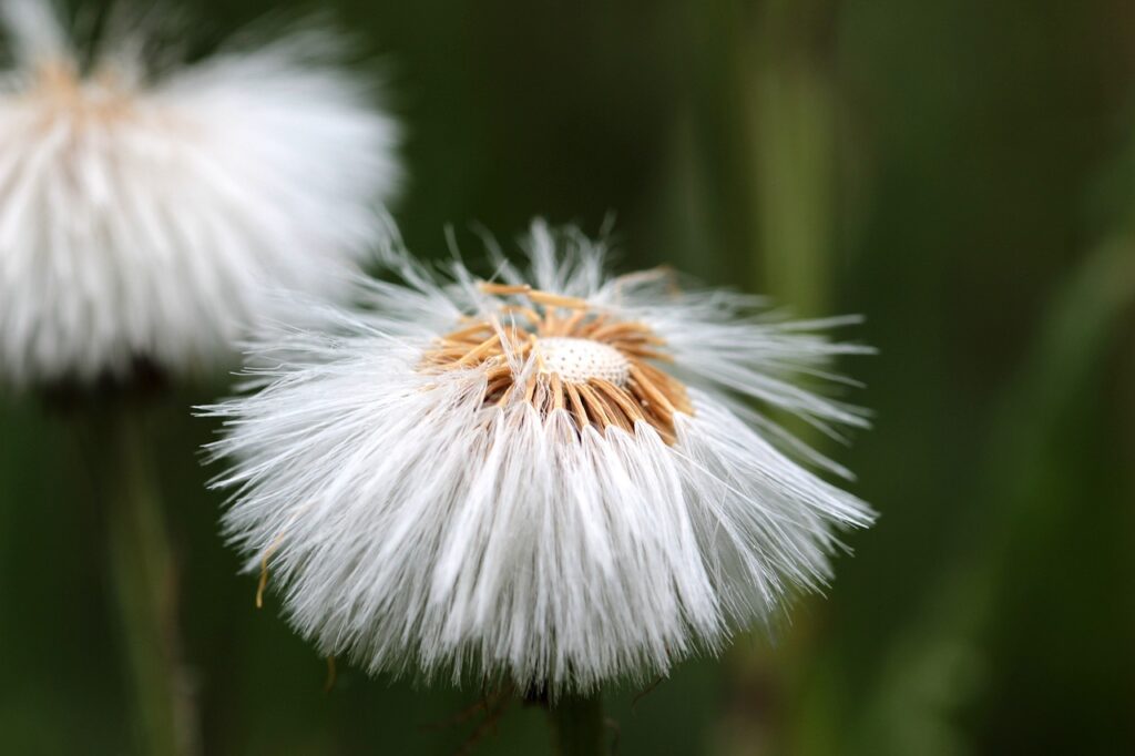 semi di farfaro bianchissimi e sottilissimi attaccati al fiore