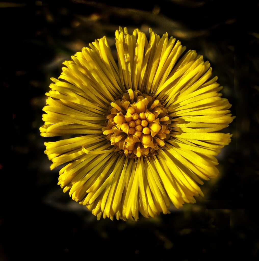un bellismo fiore giallo diposto frontale su fondoonero