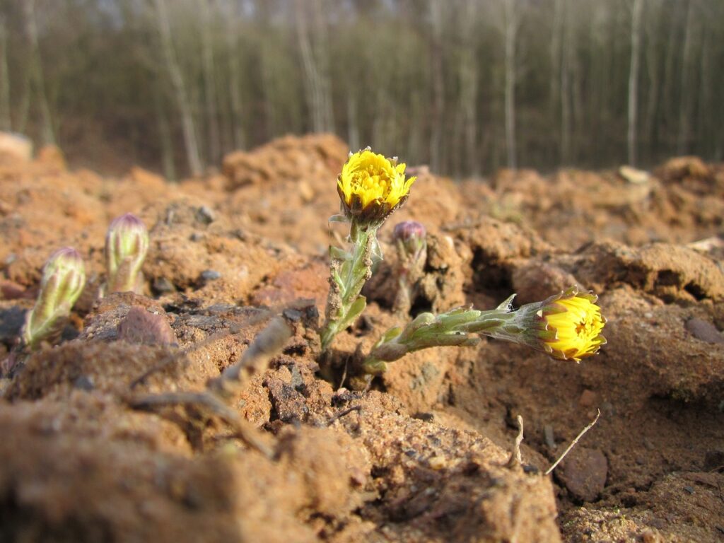 fiorellini gialli che escono da un ambiente di torba