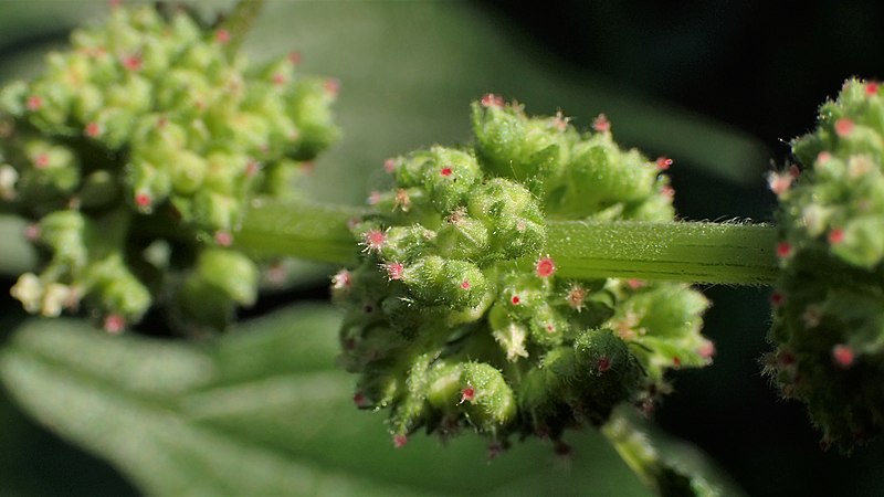 fiori di parietaria