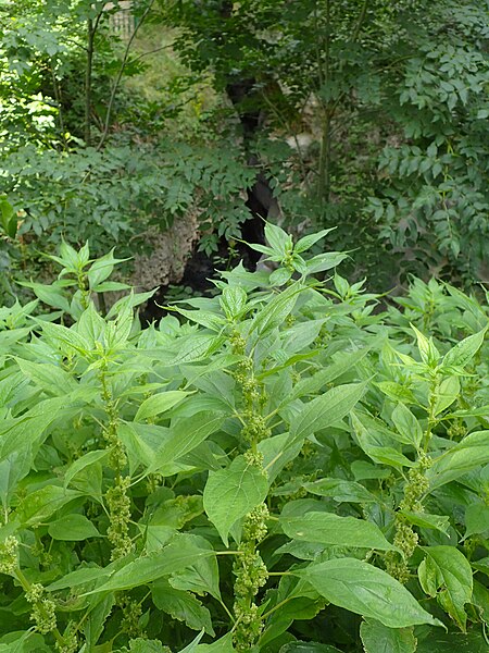 piante di parietaria all'interno di un bosco