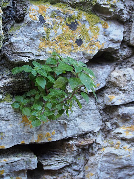 la pianta che cresce in un muro a secco  grigio