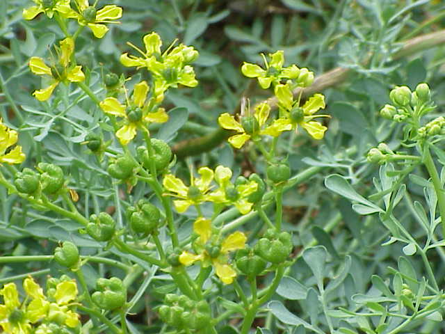 la ruta in fioritura primo piano con fiori giallini. foto licenza CC