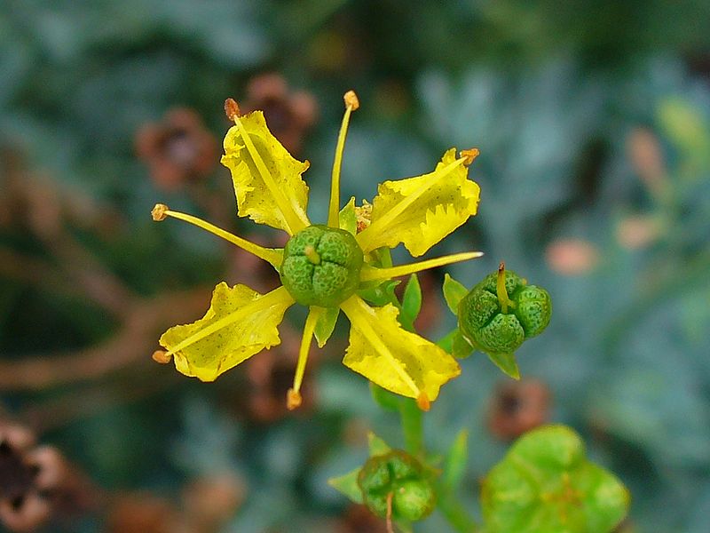 fiore di ruta giallo ingrandito in primo piano con forma a stella