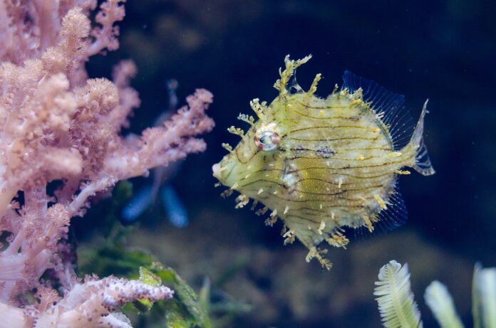 Cile - un pesce strano giallo con delle increspature nuota nell'oceano vicino a dei coralli rosa