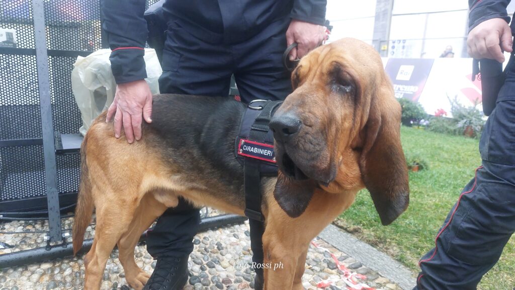 cani molecolari - nella foto un chien de Saint-Hubert con lunghe orecchie, di colore marrone, con la pettorina con la scritta "carabinieri",, è al guinzaglio portato da un carabiniere