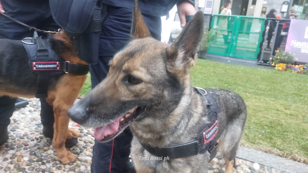 cani molecolari - Havana, un cane pastore tedesco con la pettorina con la scritta "carabinieri",, è al guinzaglio portato da un carabiniere