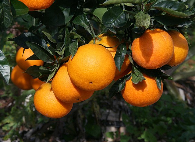 arance su un albero frutto tradizionale di buon augurio del capodanno cinese
