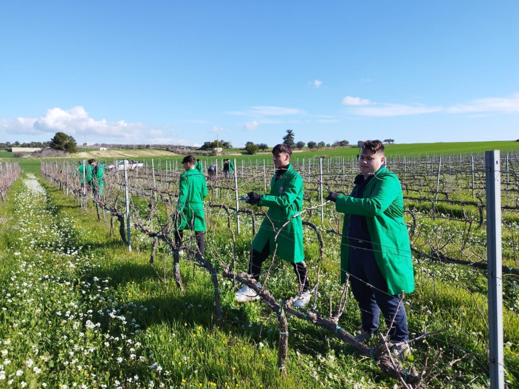 degli studenti con camice verde stanno potando una vigna