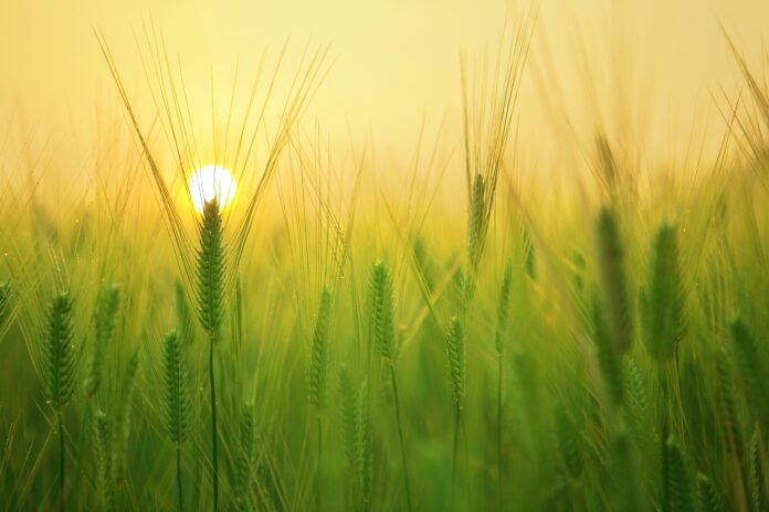 la natura World Restoration Flagships - spighe di grano in un campo illuminato dall'alba del sole