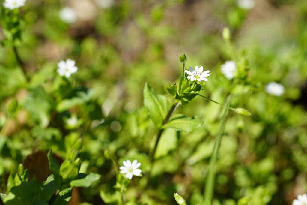 piccoli fiori e piantnine di centocchio dentro terriccio