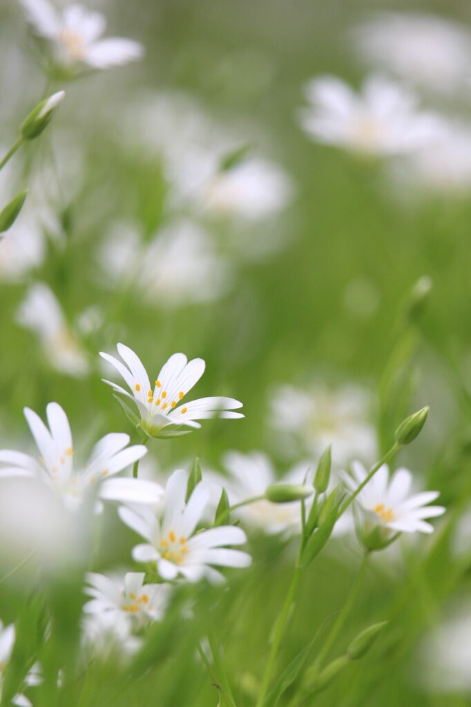 piccoli fiorellini bianchi in un prato primaverile verd smeraldo