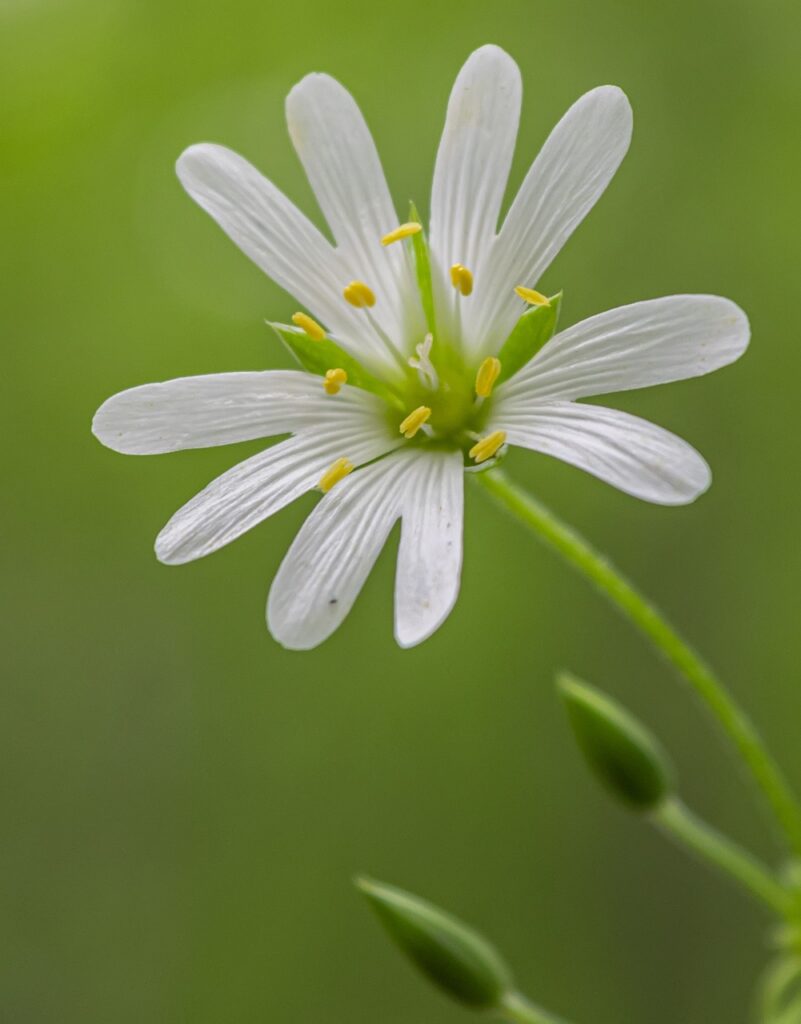 primo piano macro di fiore di centocchio con i petali ben evidenziati in fondo verde