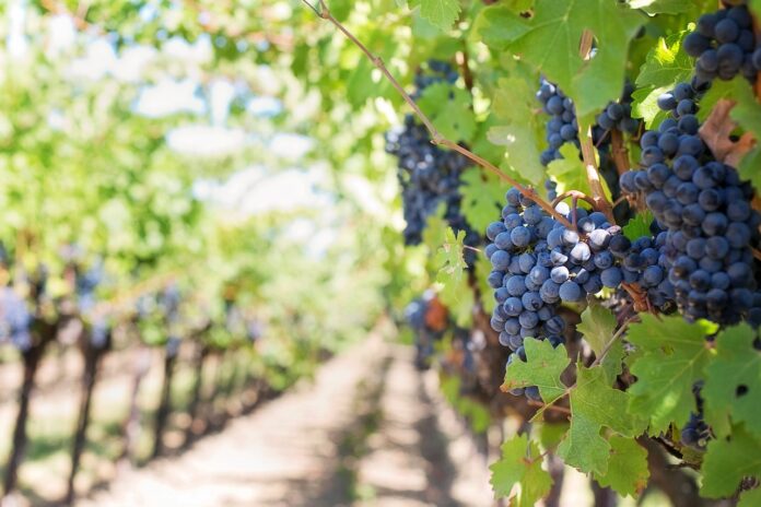 Vino Connect Sicilia - delle file di viti in una vigna con in primo piano un grappolo d'uva rossa