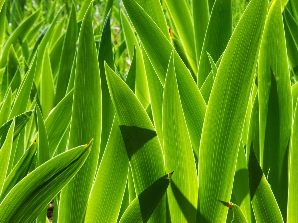 primo piano su foglie di iris