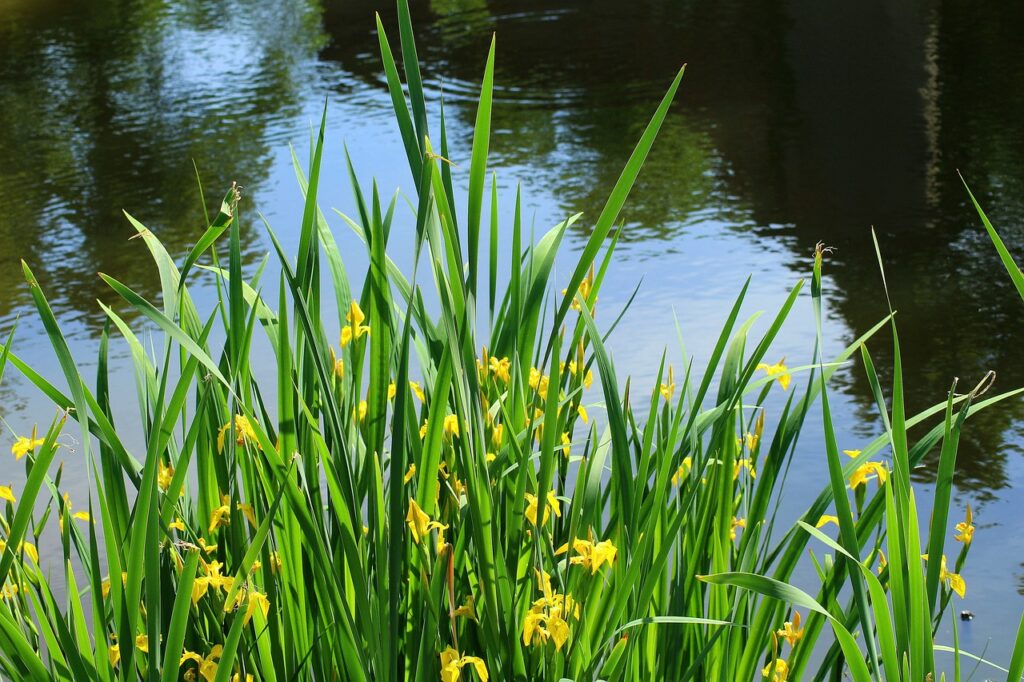 iris gialla