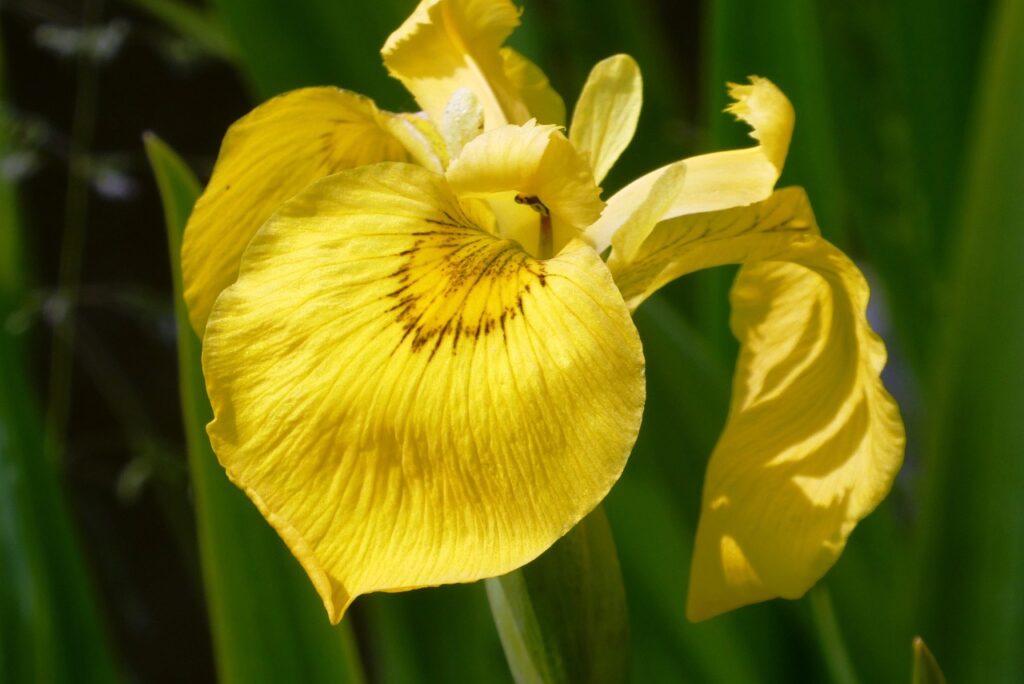 primo piano splendido di un grandissimo fiore di iris gilla