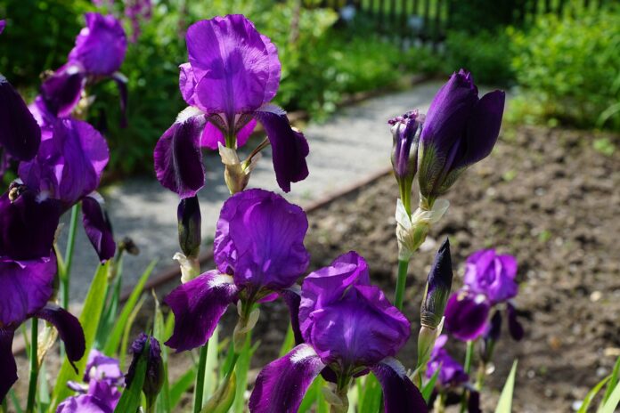piante di iris viola
