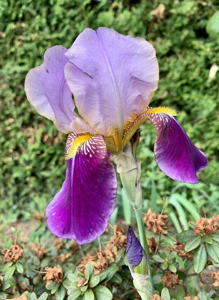 l'iris viola con colori quaresima