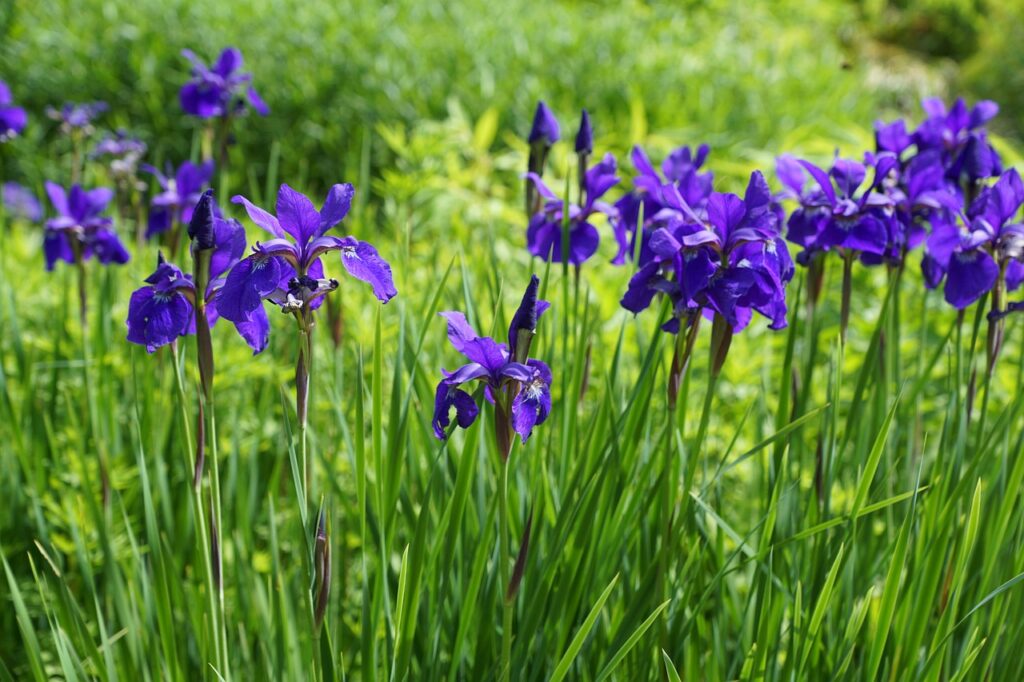 l'iris germanica
