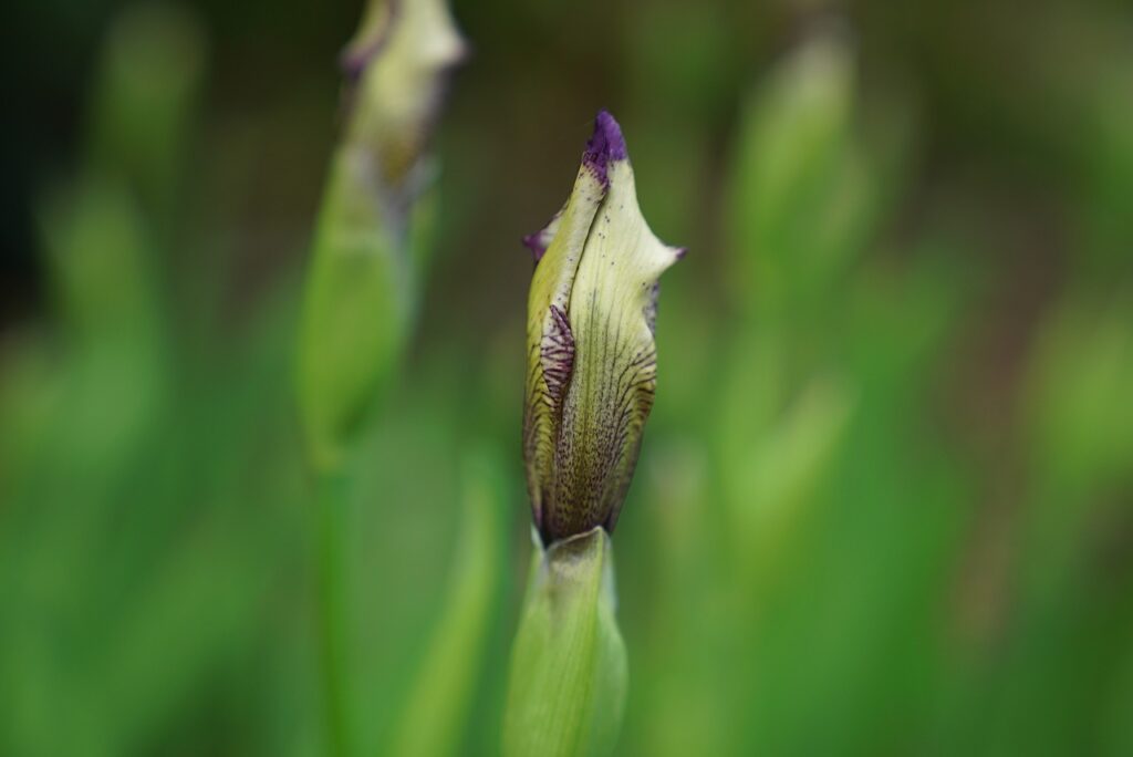 bocciolo di iris in macro foto
