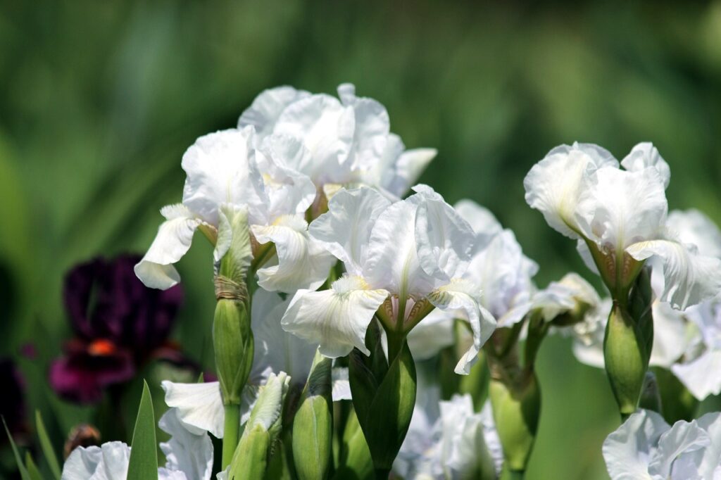 l'iris bianca florentina