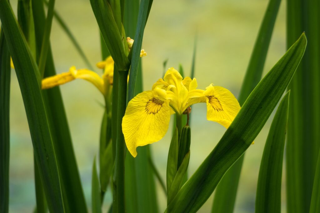 iris gialle con foglie