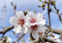 fiori di mandorlo su u ramo con fondo cielo azzurro