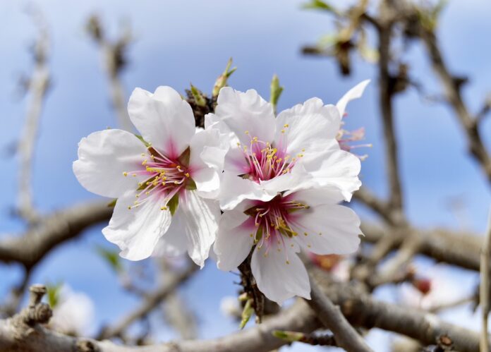 fiori di mandorlo su u ramo con fondo cielo azzurro