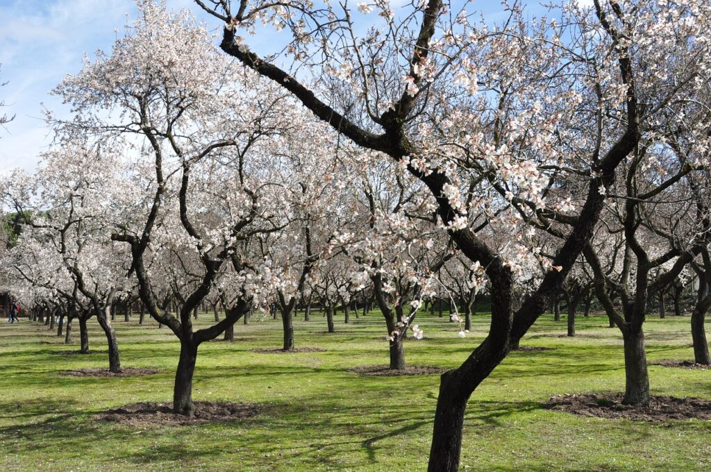 filari di piante di mandorlo in fiore