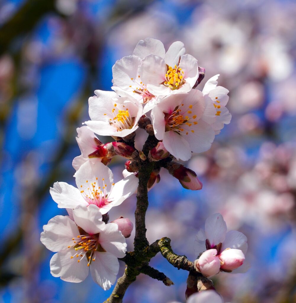 primo piano in macro di fiori bianchi  erosa su un ramo