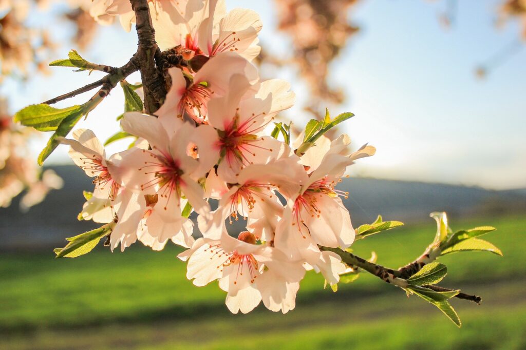 un ramo in fiore che si staglia su una dolce collina