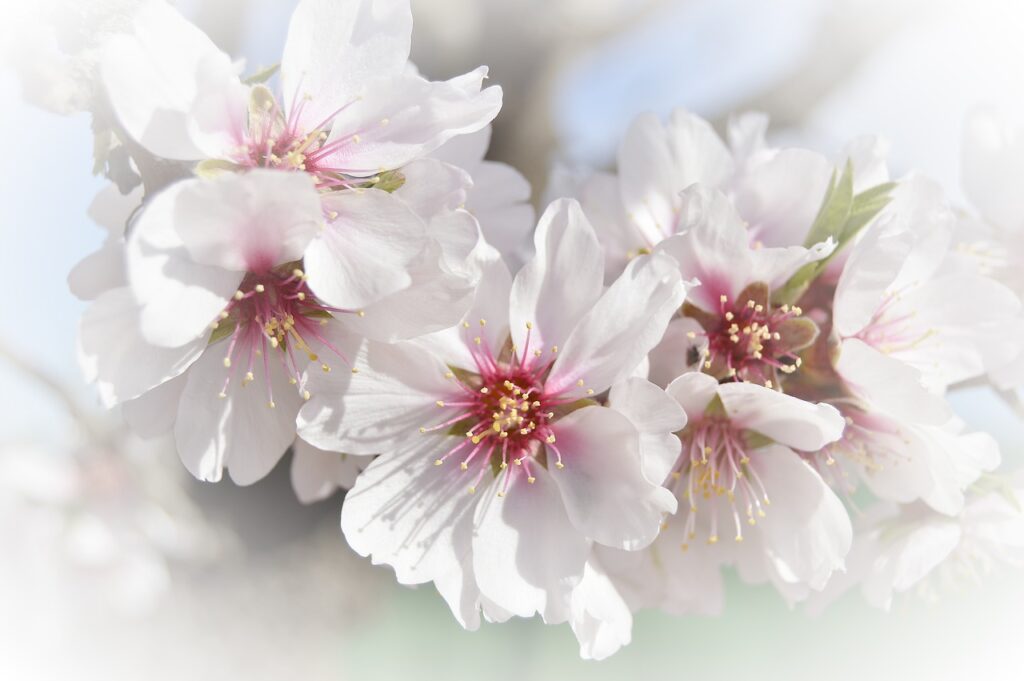 primissimo piano dei fiori di mandorlo 