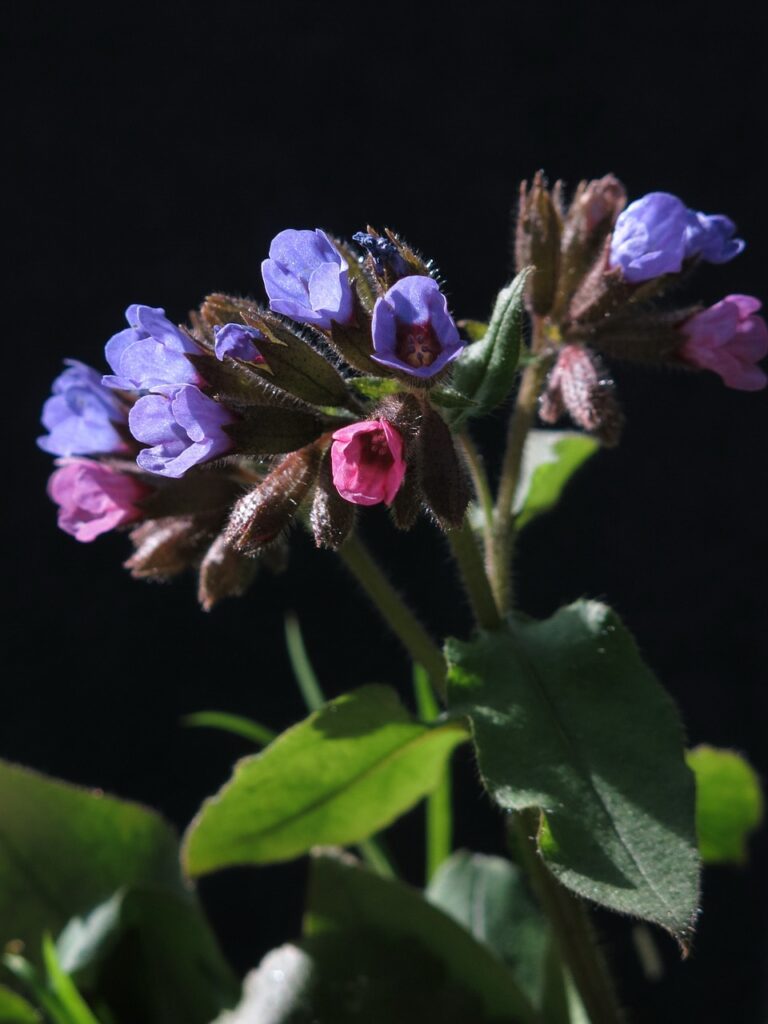 fiori rosa e viola in macro con fondo nero