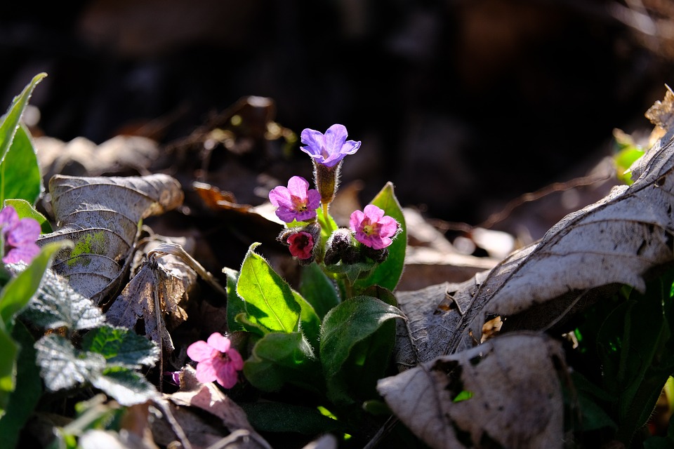 fiori rosa i polmonaria