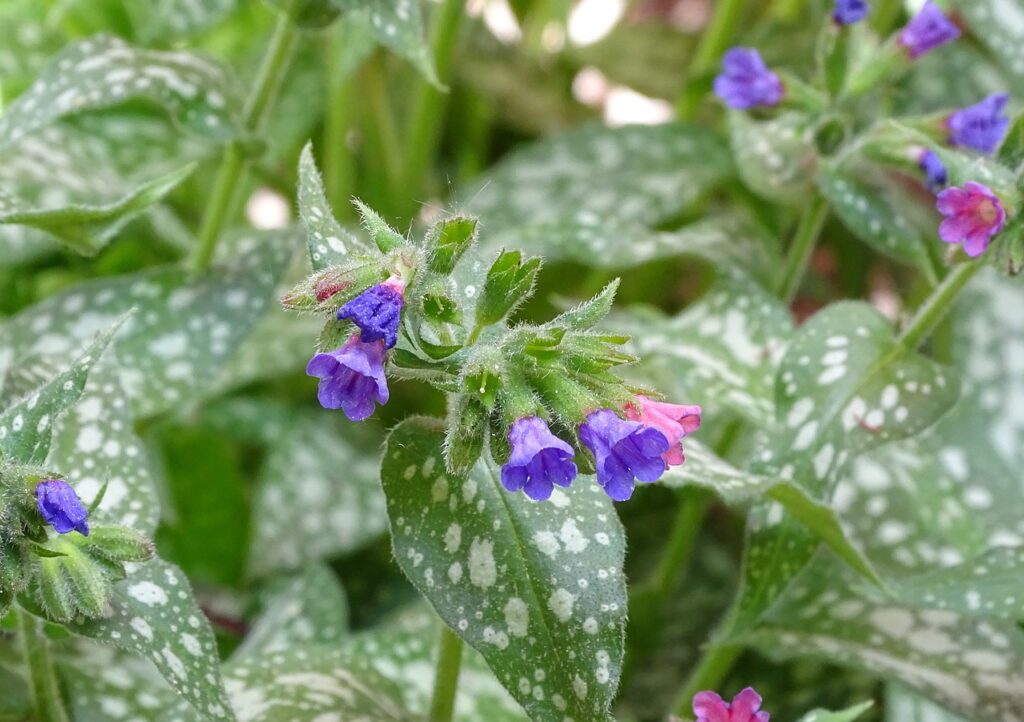 fiori e foglie di polmonaria