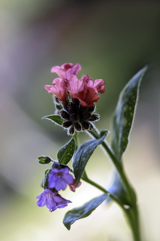 piccoli germogli primaverili color rosa acceso