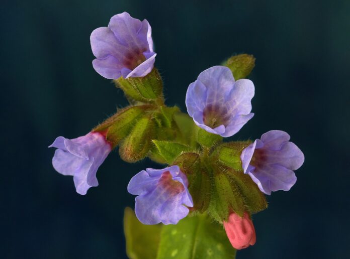 piccoli fiori viola di polmonaria su fondo nero