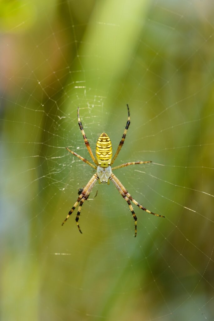 Ragno Jorō - Un grosso ragno con il corpo di forma ovale, di colore marrone al giallo-arancione, con striature scure sulle zampe e sull'addome, zampe lunghe e sottili,  sulla ragnatela 